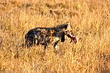 TANZANIA - Serengeti National Park - Iena maculata - 3